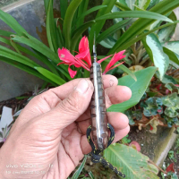 pisau stek pisau okulasi pisau sambung