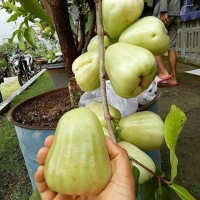 Bibit Tanaman Buah Jambu Air Madu Deli - Bibit Jambu Air - Jambu Air Madu Deli - Tanaman Jambu Air -
