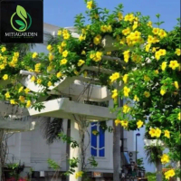 bibit tanaman alamanda bunga terompet kuning Tanaman hias hidup