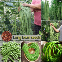 20Benih bibit unggul kacang panjang / biji kacang panjang hijau kualitas super terlaris