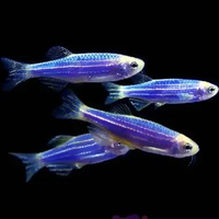 Blue Danio Tetra Zebra