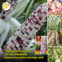 100% Fresh Organic Sweet Glutinous Bi-color Corn Seeds (40 seeds) High Yield F1 Hybrid Sugar Waxy Co