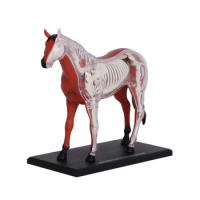 4D Vision Horse Anatomy Model Animal Organs Puzzle Assembling Collection Educational Toy For Children Gift