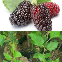 Bibit Tanaman Buah Murbei Pohon Murbei Bibit Arbei Bibit Murbei