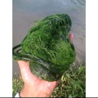 COD Promo Lumut Umpan Pancing / mancing air tawar bukan laut Berkah alam.co