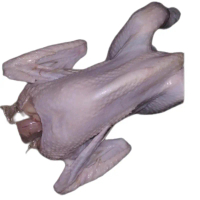 Daging Ayam Pejantan Potong Kepala Ceker 450 gram Fresh Frozen