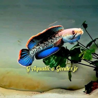 #ikan Channa stewarti size 12-13cm