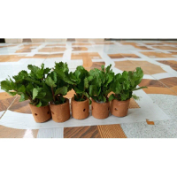 Hygrophila difformis, isi 5 media pot, umunya dikenal sebagai \water wisteria\"atau wisteria air."