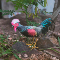 mainan jontrot ayamhutan jantan cawehwer ayam hutan hijau patung ayam pikat ayam hutan