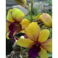 anggrek dendrobium import id 204