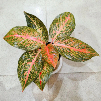 Aglonema Tiara Tanaman hidup