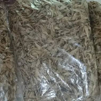 gelembung ikan gulama kecil/samge, perut ikan samge, lambung ikan, hipiao, 200gram