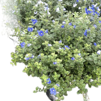 #ต้นดอกฟ้าประดิษฐ์ Ground-morning Glory #ดอกไม้ทานได้ #ออกดอกทั้งปี #ต้นฟ้าประดิษฐ์ #ต้นไม้ชื่อมงคล 