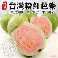 【果農直配】粉紅蜜芭樂(約5斤/箱)