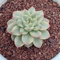 tanaman hias/sukulen/echeveria tango variegated