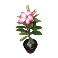 bunga adenium pink, bunga kemboja kecil // adenium pink