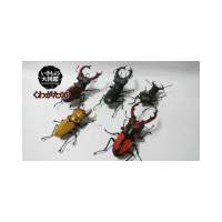 【BANDAI 萬代】轉蛋 扭蛋 生物大圖鑑 鍬形蟲05 五款一組(代理)