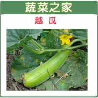 【蔬菜之家】G16.越瓜(青醃瓜)種子(共有2種包裝可選)