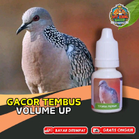 Vitamin Burung Derkuku Tekukur