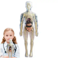 Visible Human Body Model | 3D Human Body Model For Kids | Soft Human Body Realistic Anatomy Doll Removable Organ Bone Ages 4+ Sc