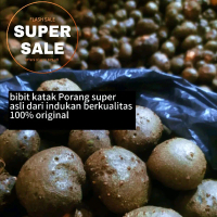 katak porang/buah porang Kering kemasan satu kg isi 40 biji