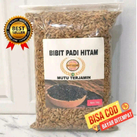 Padi hitam bibit gabah hitam unggul terbaik 1 kg