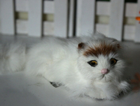 動物模型仿真貓各種款式小貓 貓咪寵物玩具 攝影道具教學素材