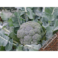 Benih Green Broccoli Vegetable Seeds - 50 Seed *Pot Friendly* Tanam Pasu Benih Sayur Brokoli *Flower