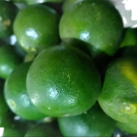 Jeruk Peras 1 kg - Buah Segar untuk Resep Masakan dan Minuman
