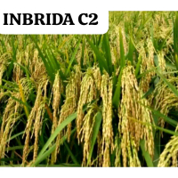 INBRIDA C2 - Benih Bibit Padi Inbrida C2 Kemasan 5kg Tinggi Batang 90cm Hasil Rata-rata 9 Ton/ha Ena