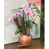【偉盛花坊】綠意蘭花組合B(開幕．榮陞．送禮．節日．生日．朋友．祝賀)