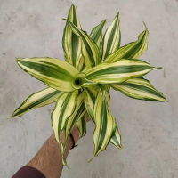 DRACENA LEMON / DRACENA VARIEGATA