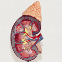 Kidney model with adrenal gland naturally large kidney urinary system structure model