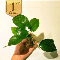 Isi 5 Wabikusa Anubias Barteri Broadleaf Tanaman Air Aquascape Hiasan Aquarium Ikan -
