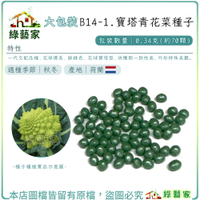 【綠藝家】大包裝B14-1.寶塔青花菜種子0.34克(約70顆)F1，花球優美，鮮綠色，花球寶塔型