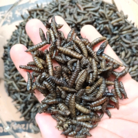 Maggrow Maggot BSF Kering Darker/Hitam Spesial Body, Marking, Spotted Channa, Arwana, Louhan, Oscar,
