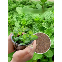 50 Benih Herb Peppermint - Bibit Daun Mint Tanaman Hidroponik