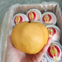 HasilSumberalaM Buah Pir SINGO Korean Pear 1 Buah KOREA