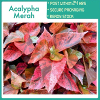 PBN - Acalypha merah - wilkesiana landskape copperleaf beefsteak plant fijian fire red pokok bunga n