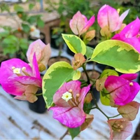 Bibit Bougenville Import Citra thailand Bunga Kertas Rimbun