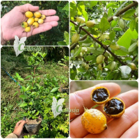Bibit Jeruk Kingkit Kimkit Full Dahan Tanaman 30-60 cm Asal Biji Bentuk Jeruk Kecil Cepat Berbuah