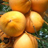 bibit kelapa gading kuning