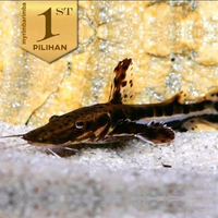 Tiger Shovelnose Catfish ( TSN ) Ikan Hias Predator Hiasan Aquarium