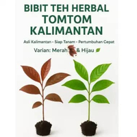BIBIT TANAMAN TEH HERBAL PURIK Jenis Merah