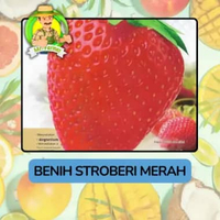 Benih Buah Buahan Bibit Biji Tanaman Organik Stroberi Merah