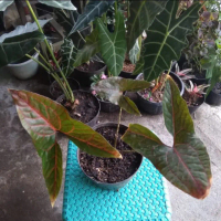 Tanaman hias Alocasia Black jack - keladi Papua - Alocasia