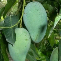 benih mangga harum manis okulasi
