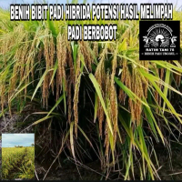 Benih Bibit Tanaman padi varietas Bintara 08 Kualitas Unggul 10Kg asli