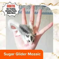 Sugar Glider Mozaic / Mosaic / Platinum Mozaic