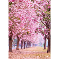 [COD] [tiktok]The Tiger Princess Tree (Sakura Mueang Thai) Is 80-120 cm Tall.